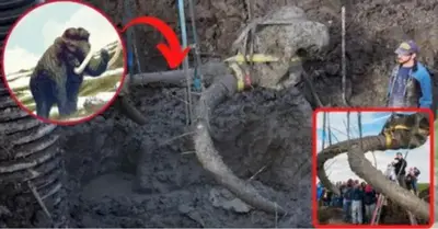 In a Michigan farmer’s field, a woolly mammoth fossil was discovered