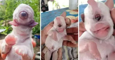 Cachorro “cclope” born with one eye, two tongues, and no nares