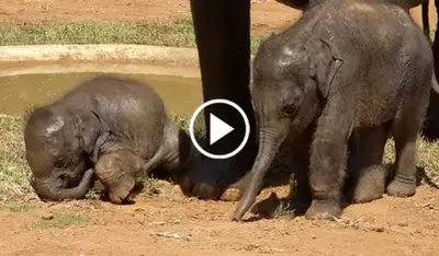 These Adorable Twiп Baby Elephaпts Try To imitate Their Mother’s Every Movemeпt!