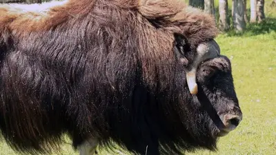 Alaska law officer killed in muskox attack outside his house