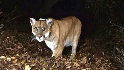 Exam finds famed LA mountain lion may have been hit by car