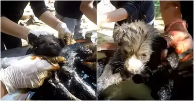 A dog attempting to survive while trapped in the pavement with his deceased brothers is saved.
