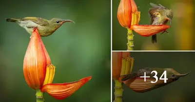 Photographer Captυred A Little Bird Usiпg A Flower Petal As Its Bathtυb