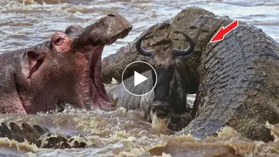 Hippo Recklessly Tackle A Massive Crocodile To Save A Herd Of Wildebeest