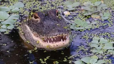 Florida man bitten in arm by alligator while washing hands in a pond