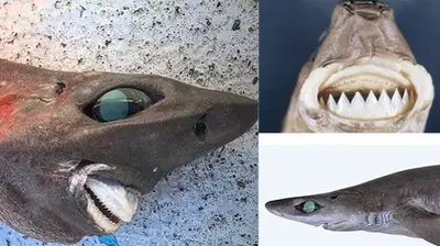 Monster From The Deep! Critically Endangered Shark With Bulging Eyes And A Human-like Smile Is Dragged From More Than 2,000 Feet Below The Surface Off The Coast Of Australia