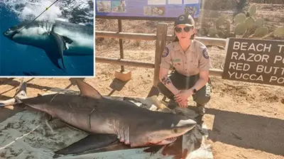 Fury After 8-foot Great White Shark Washes Up On Shore Injured By Fishing Gear