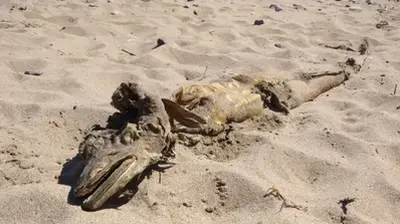 Mysterious Sea Creature Washes Ashore In Uk