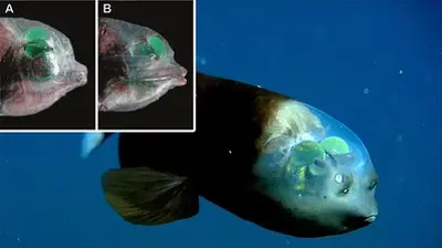 Alien-Like Fish With A Translucent Head That Exposes Its Green Eyes Is Spotted Near California