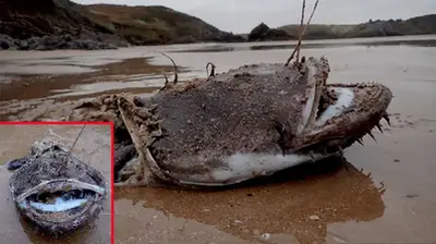 Gruesome Sea Creature With Sharp Teeth Washes Up On Beach