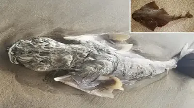 Mystery Sea Beast With ‘Angel Wings’ Baffles Locals As It Washes Up On Beach