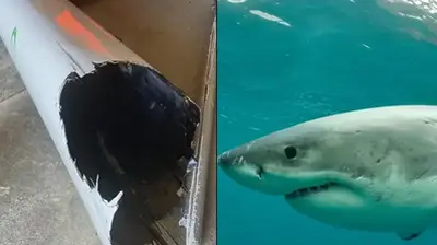 Paddler In Terrifying Encounter With Great White Shark As Canoe Is Bitten In Half