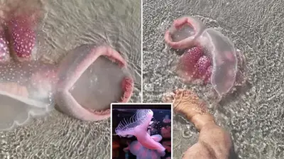 Australia: Strange, Mysterious Alien-like Creature Washes Up On Queensland Beach