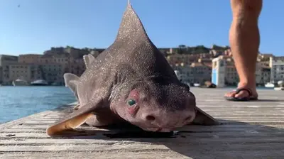 Sailors ‘Creeped Out’ After Finding Animal With Body Of Shark And Face Of Pig