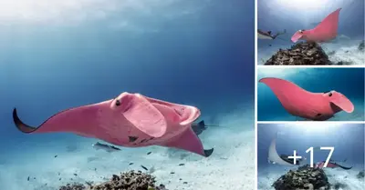 The Great Barrier Reef is the only place in the world where pink stingrays have been found