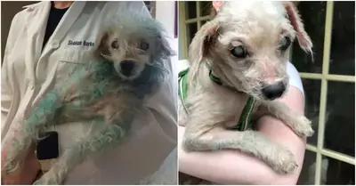 They discovered a dog running around the streets with blue fur and some vision loss.