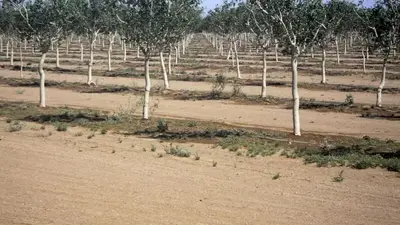 Arizona restricts farming to protect groundwater supply