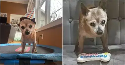 The oldest chihuahua in the shelter, he is shocked that they remember his 23rd birthday.