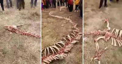 Mysterious 60ft ‘DRAGON skeleton’ found by Chinese villagers
