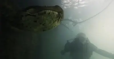 A gigantic 23-foot-long anaconda is discovered by a diver in a Brazilian river