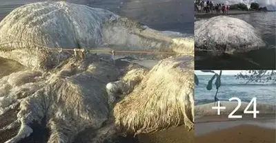 A big, hairy-looking mystery creature washes up on beach in the Philippines