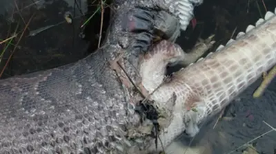After ingesting a two-meter-long crocodile and causing it to struggle its way out of its stomach, a mᴀssive snake blew its top.