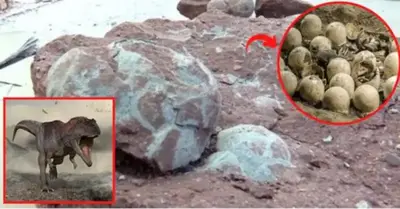 A guy claims to have found Tyrannosaurus rex eggs that are 66 million years old