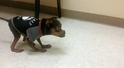 Deformed Dog Gets Ignored Because Adopters Believe He’s Ugly