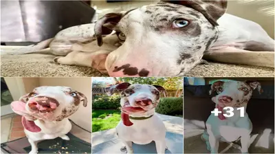 A family that loves the dog as much as he does rescues the animal with a deformed face.