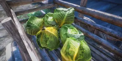 Skyrim Mod Adds Hyper Realistic 4K Cabbages