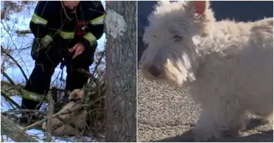 A dog in distress rushes to a police officer and begs him to follow her.