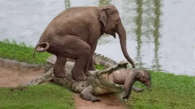 The motheг elephant put heг whole body on top of the crocodile to save heг baby when suddenly ᴀттᴀcκᴇᴅ