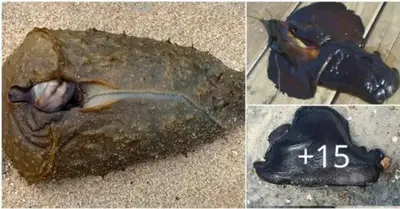 On the Sydney shore, a weird creature that resembles a “extraterrestrial” washes up