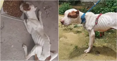 The pit bull that was saved was very malnourished and barely managed to survive in the abandoned home.