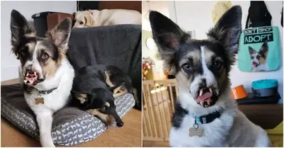 Due to his damaged face, no one wanted the dog, but now he has a loving family of his own.
