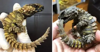 Tender babies born that resemble juvenile “Game of Thrones” dragons