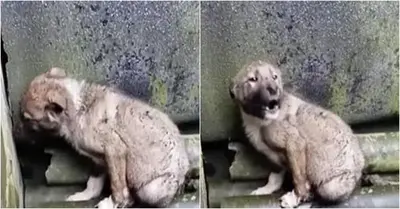 The dog who was abandoned in the rain is still shivering and eating rocks in a home corner.