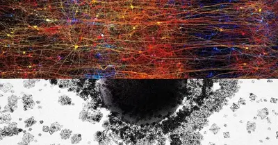 Ground-Breaking Research Finds 11 Multidimensional Universe Inside the Human Brain