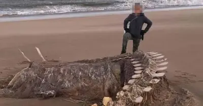 The skeleton bones of the legendary Loch Ness monster were found on a Scottish beach