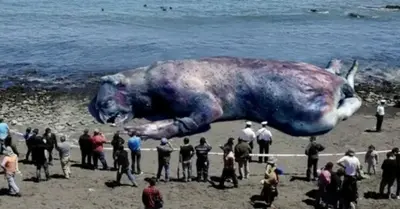 People were alarmed when they discovered a gigantic alien monster that had unexpectedly washed up on the US shore
