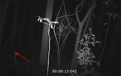 Surveillance cameras in the Australian forest caught 'gray aliens'
