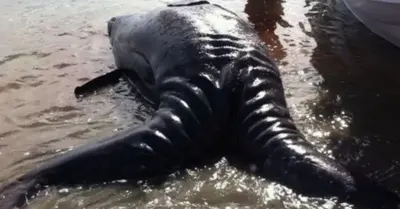 The residents were terrified when the carcass of a creature with two heads and two tails washed ashore from Mexico