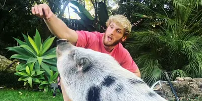 Logan Paul's Pet Pig Was Allegedly Abandoned