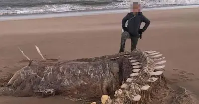 The skeletons of the legendary Loch Ness monster were found on a Scottish beach