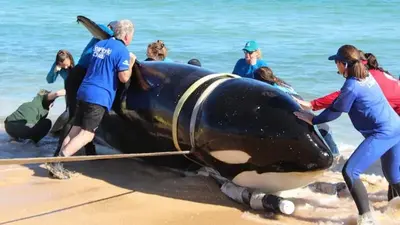 21-foot killer whale dies after beaching itself on Florida coast