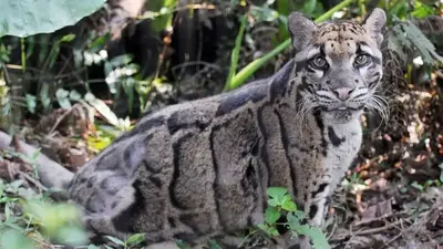 Dallas Zoo closes to search for missing clouded leopard