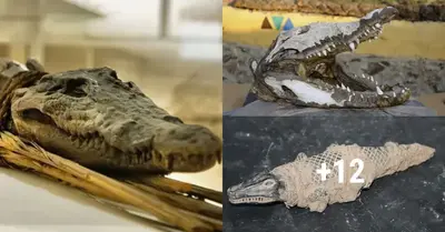 Ancient Egyptians had a unique way of mummifying crocodiles