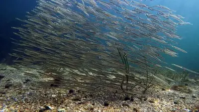 Loss of tiny organisms hurts ocean, fishing, scientists say