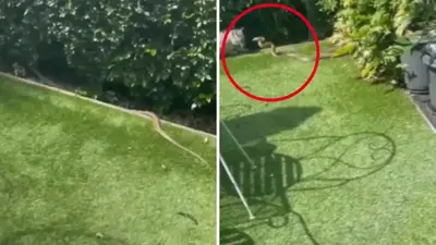 Chilling moment deadly brown snake lunges at pet cat in Aussie backyard