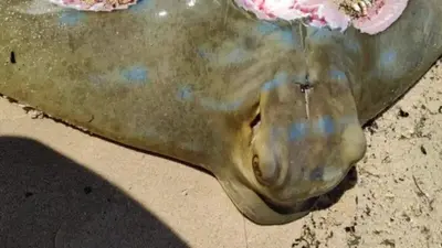 Perth shark expert reveals what could have been behind dead southern eagle ray caught in Swan River